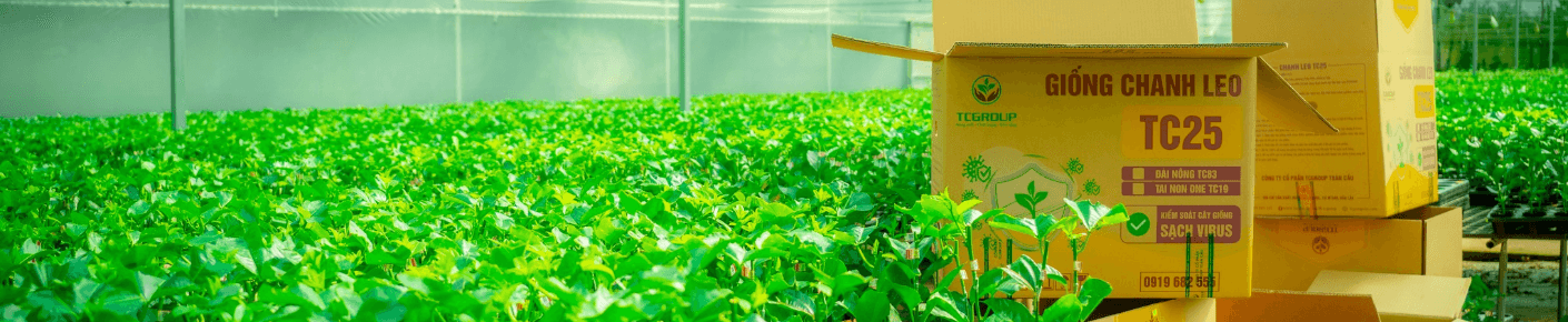 CÔNG TY CỔ PHẦN TCBIOTECH TOÀN CẦU