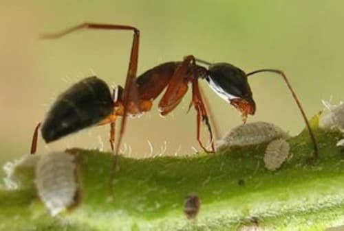 Bài học quản lý từ chuyện con Kiến